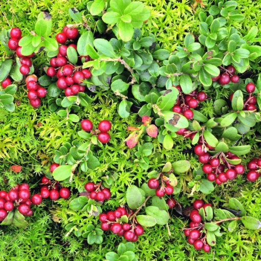 Canneberge 'Pilgrim' SANS ÉPINES P9/C1