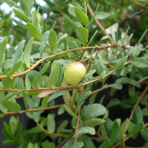 Canneberge 'Pilgrim' SANS ÉPINES P9/C1