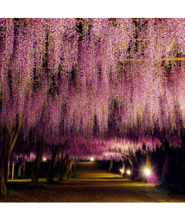 Wisteria floribunda Honbeni ROSE pot 4L