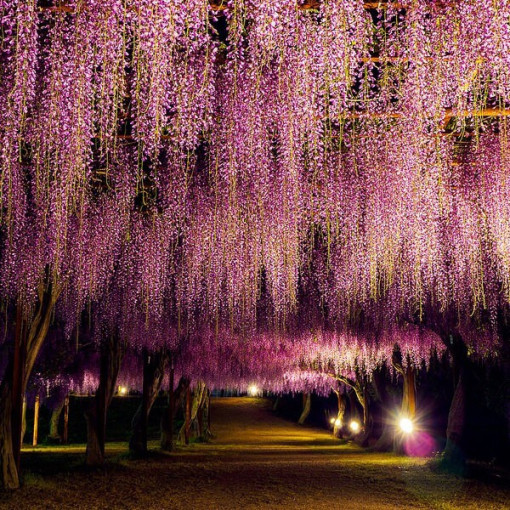 Wisteria floribunda Honbeni ROSE pot 4L