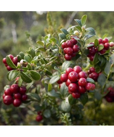 Canneberge 'Howes' P9/C1