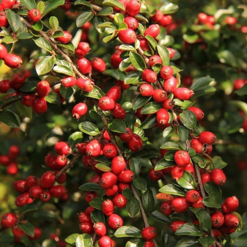 Canneberge 'Howes' P9/C1