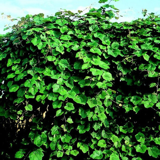 Vigne odorante des rivages (Vitis riparia) P9/C1