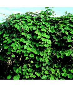 Vigne odorante des rivages (Vitis riparia) P9/C1