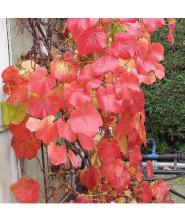 Vigne odorante des rivages (Vitis riparia) P9/C1