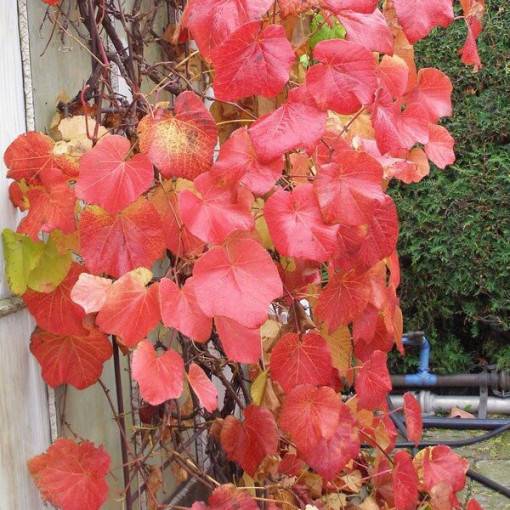 Vigne odorante des rivages (Vitis riparia) P9/C1