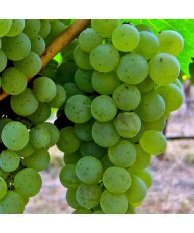 Vigne 'Syriusz' P9/C1