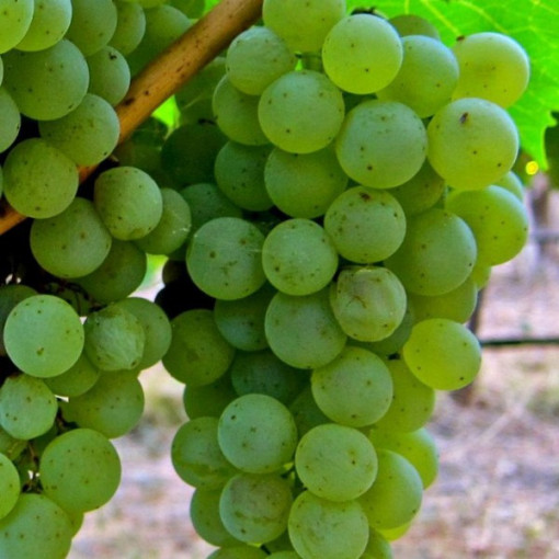 Vigne 'Syriusz' P9/C1