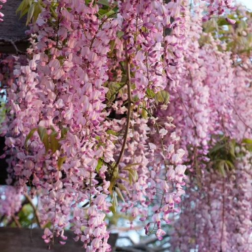 Wisteria floribunda Honbeni ROSE pot 4L
