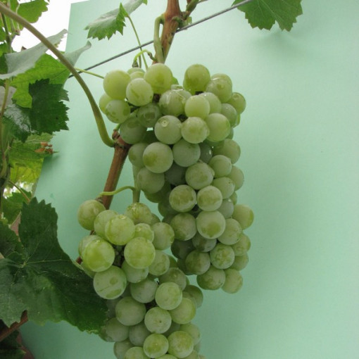 Vigne 'Seyval Blanc' P9/C1