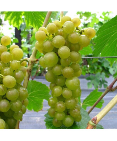 Vigne 'Seneca' P9/C1