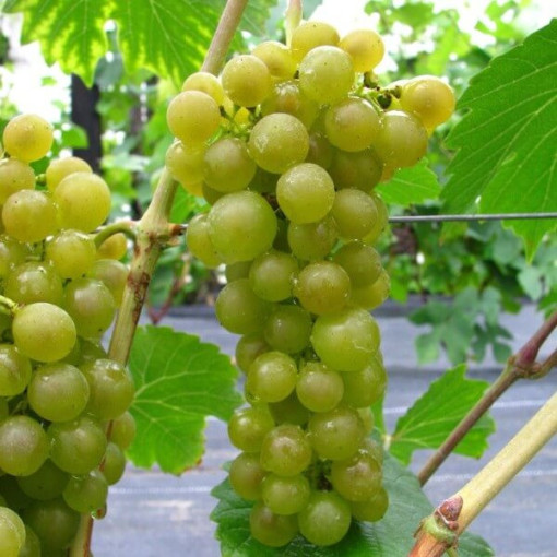 Vigne 'Seneca' P9/C1