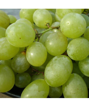 Vigne 'Seneca' P9/C1