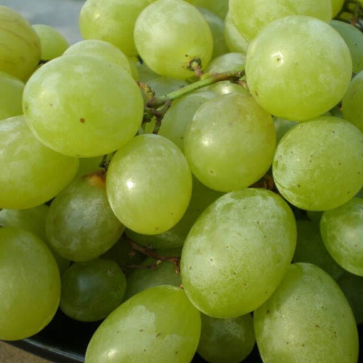 Vigne 'Seneca' P9/C1