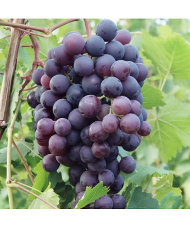 Vigne 'Schuyler' P9/C1