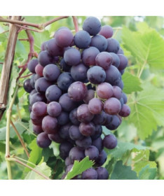 Vigne 'Schuyler' P9/C1