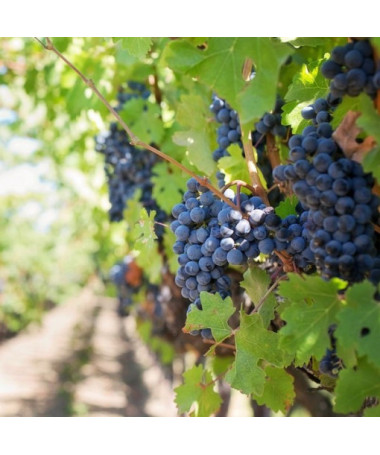 Vigne 'Rondo' pot de 2L