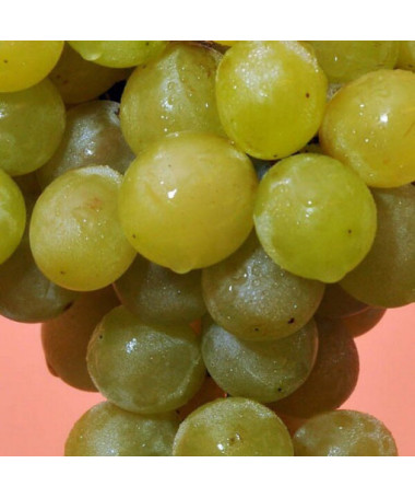 Vigne 'Prim' (hongroise) P9/C1