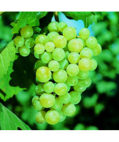 Vigne 'Pinot Blanc' pot 2L