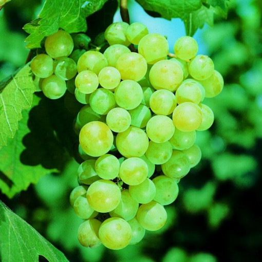 Vigne 'Pinot Blanc' pot 2L