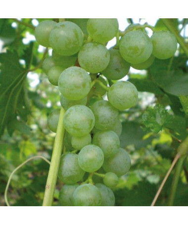 Vigne 'Pinot Blanc' pot 2L