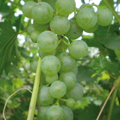 Vigne 'Pinot Blanc' pot 2L
