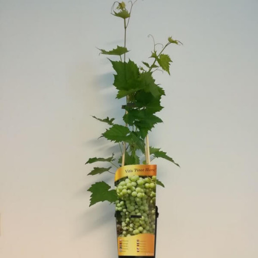 Vigne 'Pinot Blanc' pot 2L