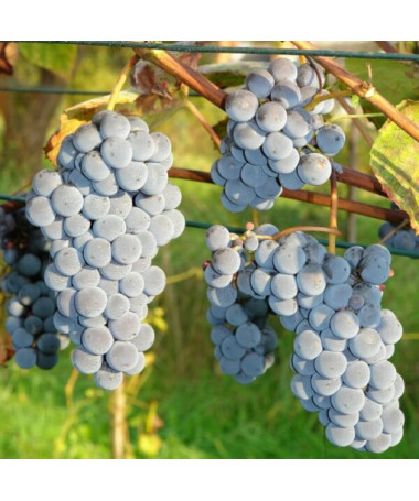 Vigne 'New York Muscat' P9/C1