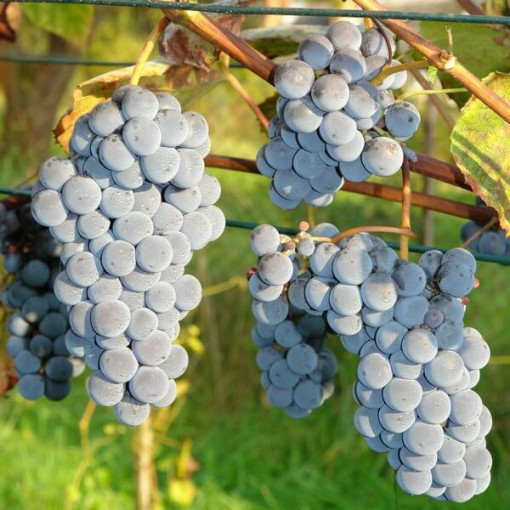 Vigne 'New York Muscat' P9/C1