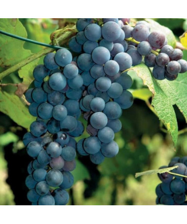 Vigne 'New York Muscat' P9/C1