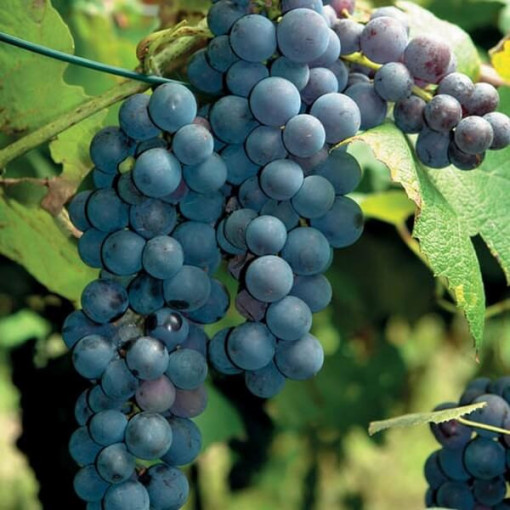 Vigne 'New York Muscat' P9/C1