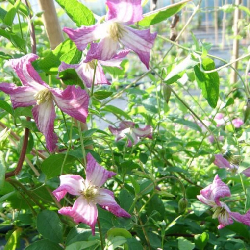 Clematis MINUET (viticella) pot. 4L