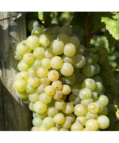 Vigne 'Lilla' (Hongroise) P9/C1