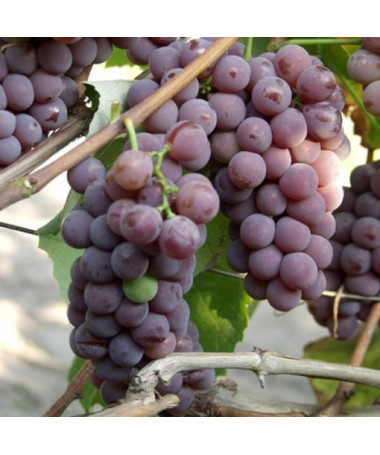 Vigne 'Lidia' (Résistante au gel) P9/C1