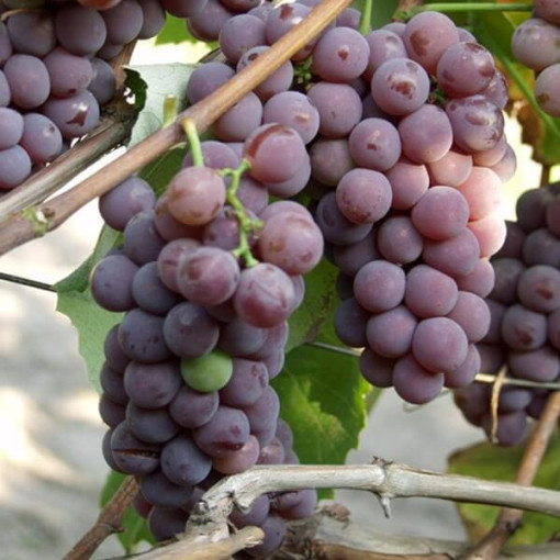 Vigne 'Lidia' (Résistante au gel) P9/C1