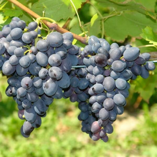 Vigne 'Kodrianka' P9/C1