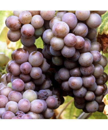 Vigne 'Kerling' P9/C1