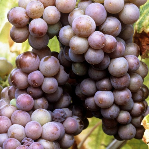 Vigne 'Kerling' P9/C1