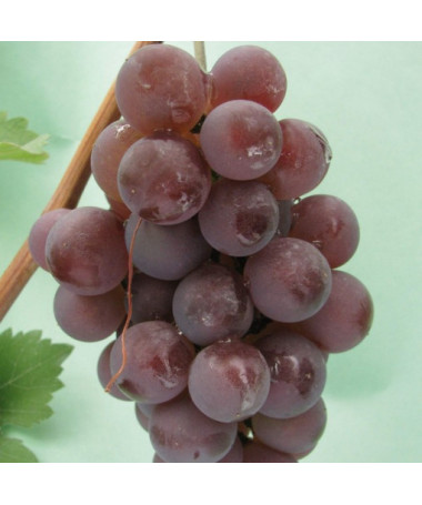 Vigne 'Kerling' P9/C1