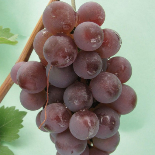 Vigne 'Kerling' P9/C1