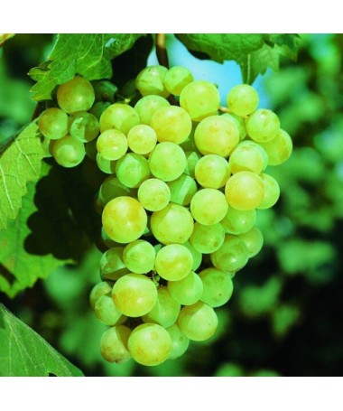 Vigne 'Iza Zaliwska' P9/C1