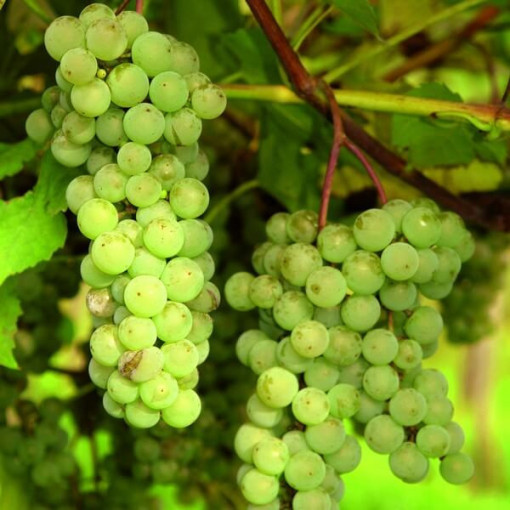 Vigne sans pépins 'Interlaken' P9/C1