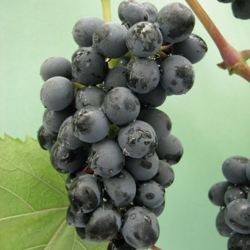 Vigne 'Golubok' P9/C1