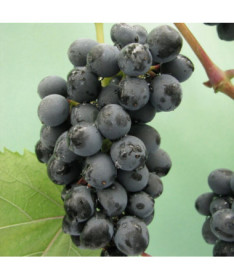 Vigne 'Golubok' P9/C1