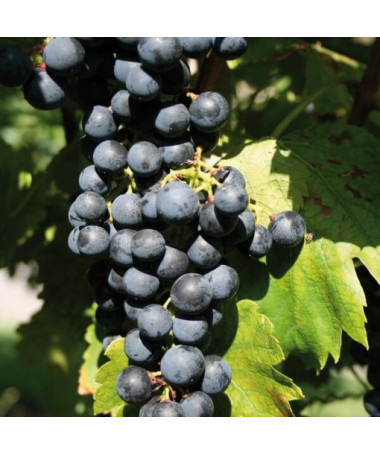 Vigne 'Golubok' P9/C1