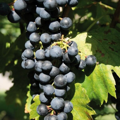 Vigne 'Golubok' P9/C1