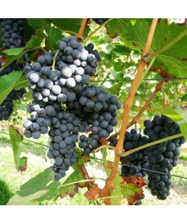 Vigne 'Fredonia' P9/C1