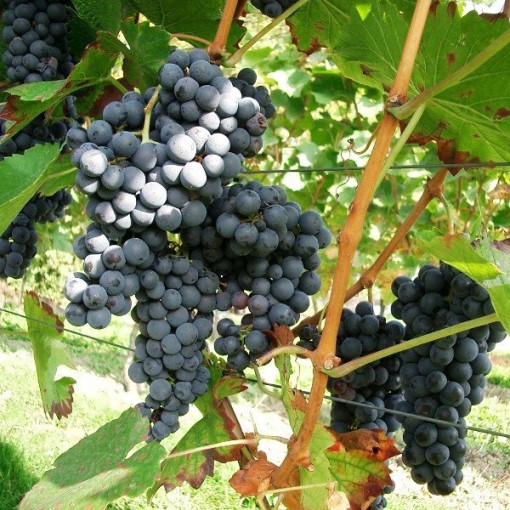 Vigne 'Fredonia' P9/C1