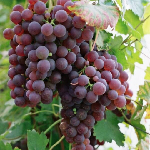 Vigne 'Chrupka Rose' P9/C1