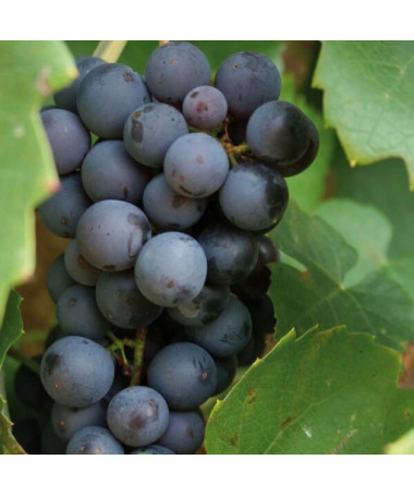 Vigne 'Cascade' P9/C1